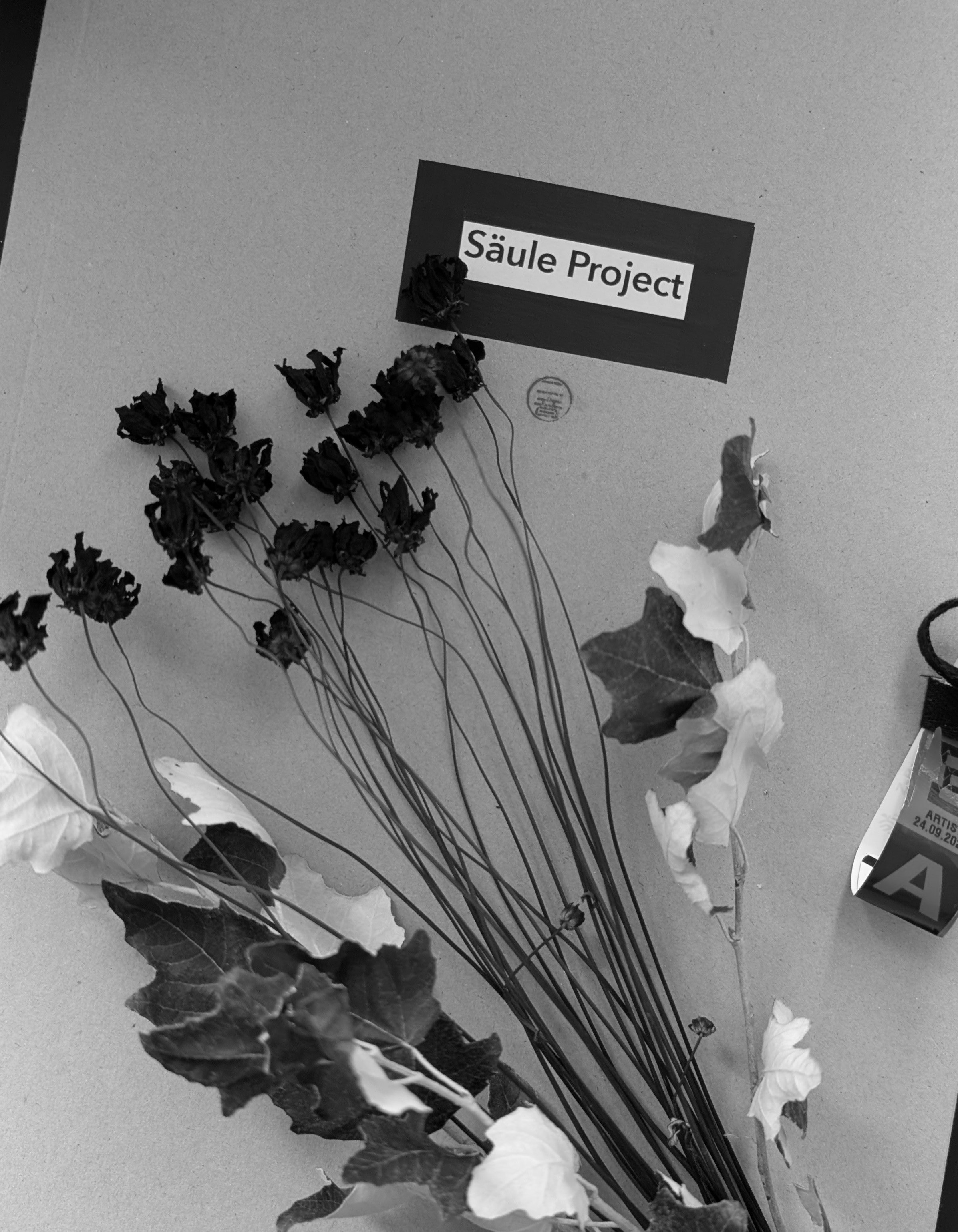A card reading Säule Project pinned on brown paper above dried dark flowers and ivy, with a red artist wristband dated 24.09 at the edge of the frame